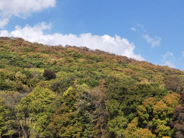 秋山