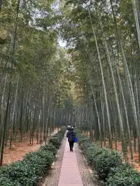 離滬計劃（41/100）桐廬 ｜ 山裡當野人的日子
