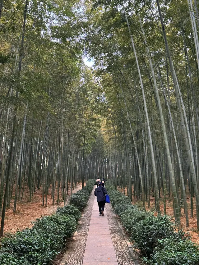 離滬計劃（41/100）桐廬 ｜ 山裡當野人的日子