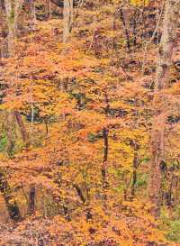 這個季節的黎坪簡直就是童話世界