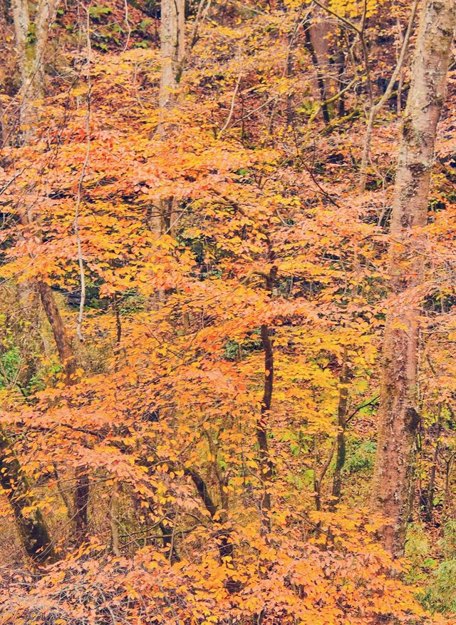 這個季節的黎坪簡直就是童話世界