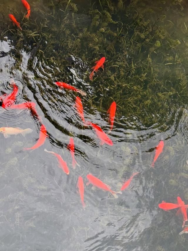 魔都慢生活圖鑑:世博文化公園的治癒時光 魔都慢生活圖鑑:世博文化公園的治癒時光