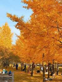 墜入滿屏金黃人們會反覆愛上西安的秋天