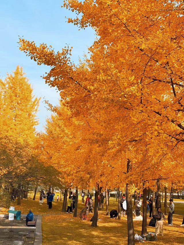墜入滿屏金黃人們會反覆愛上西安的秋天 墜入滿屏金黃人們會反覆愛上西安的秋天