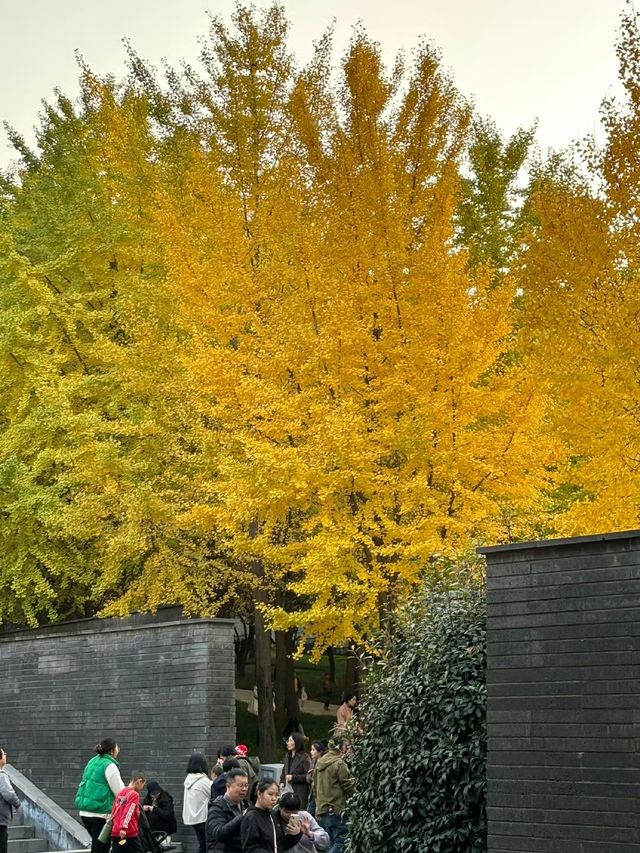 曲江秋日限定金黃秘境