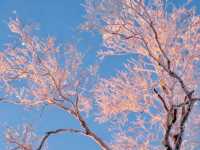 冬日霧淞奇遇記