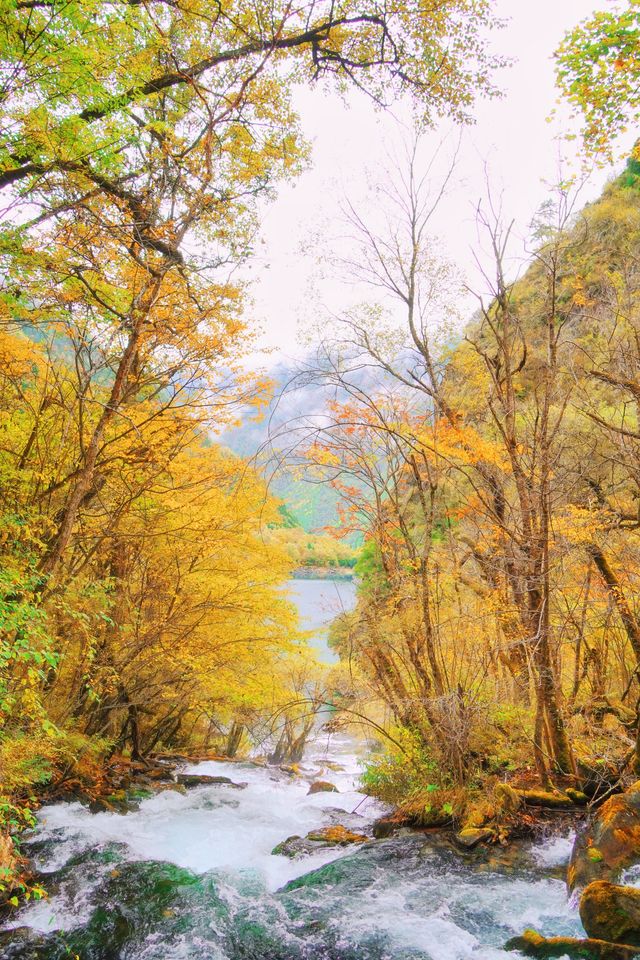 接下來的川西小九寨！堪稱秋天旅行天花板.. 限時1個月！！川西小九寨「松坪溝」秋色巔峰期來了！ 