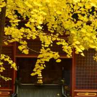 🍁 가을이 가장 아름다운 사찰, 대비사에서 찾은 고요함