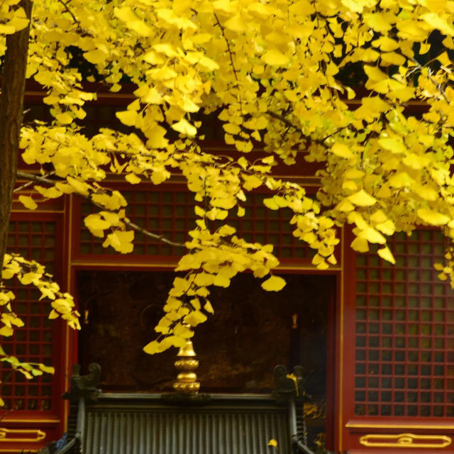 🍁 가을이 가장 아름다운 사찰, 대비사에서 찾은 고요함 🍁 가을이 가장 아름다운 사찰, 대비사에서 찾은 고요함