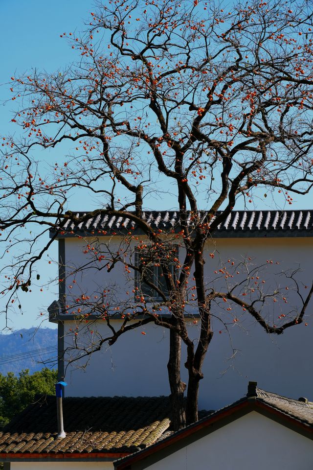 湖北羅田甜柿秘境500年古柿樹王等你來打卡！