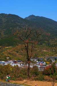 湖北羅田甜柿秘境500年古柿樹王等你來打卡！