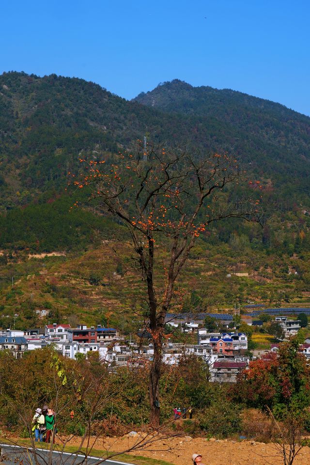 湖北羅田甜柿秘境500年古柿樹王等你來打卡！