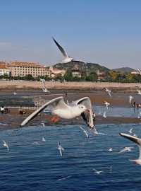 青島·冬日鷗語