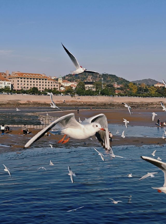 青島·冬日鷗語
