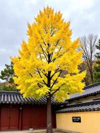 甘肅秘境預警比九寨更美嘅小彩林被我搵到喇