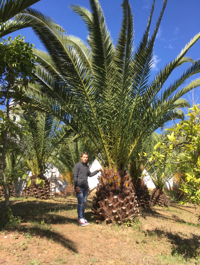 所謂「北有兵馬俑,南有恐龍谷」楚雄世界恐龍谷全攻略 所謂「北有兵馬俑,南有恐龍谷」楚雄世界恐龍谷全攻略