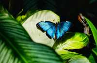 蝴蝶與自然溫室 Key West