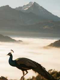 帶娃逃離城市！喇叭河秋日秘境太好逛了