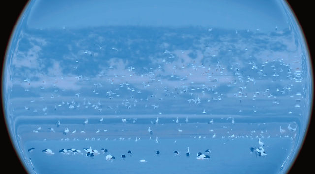 不用追著鳥群跑，這家酒店直接把「候鳥天堂」端到你窗邊