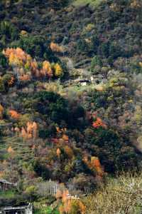 這裡的秋色不等人