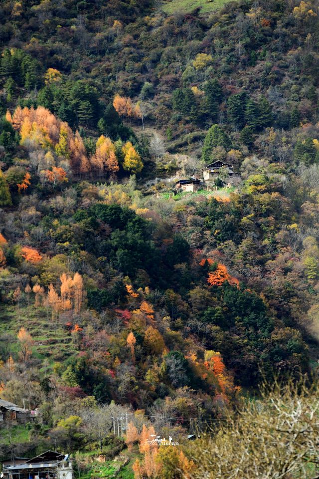 這裡的秋色不等人