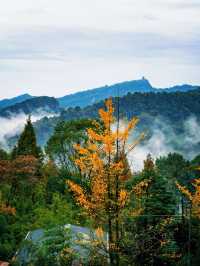 成都周邊必打卡絕美金黃銀杏林拍照攻略