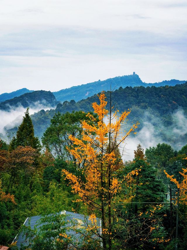 成都周邊必打卡絕美金黃銀杏林拍照攻略