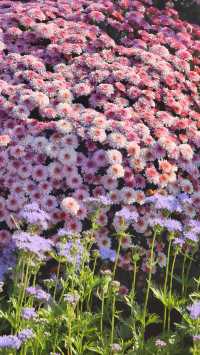 深圳冬日限定浪漫仙湖植物園花展也太出片了吧！