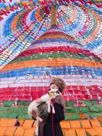 香格里拉初體驗｜美成高原畫報！