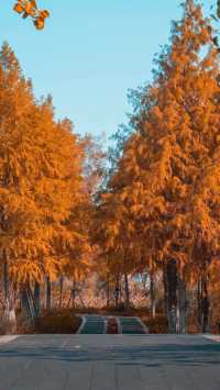 泉州秋日限定落羽杉紅了!這抹金黃必打卡