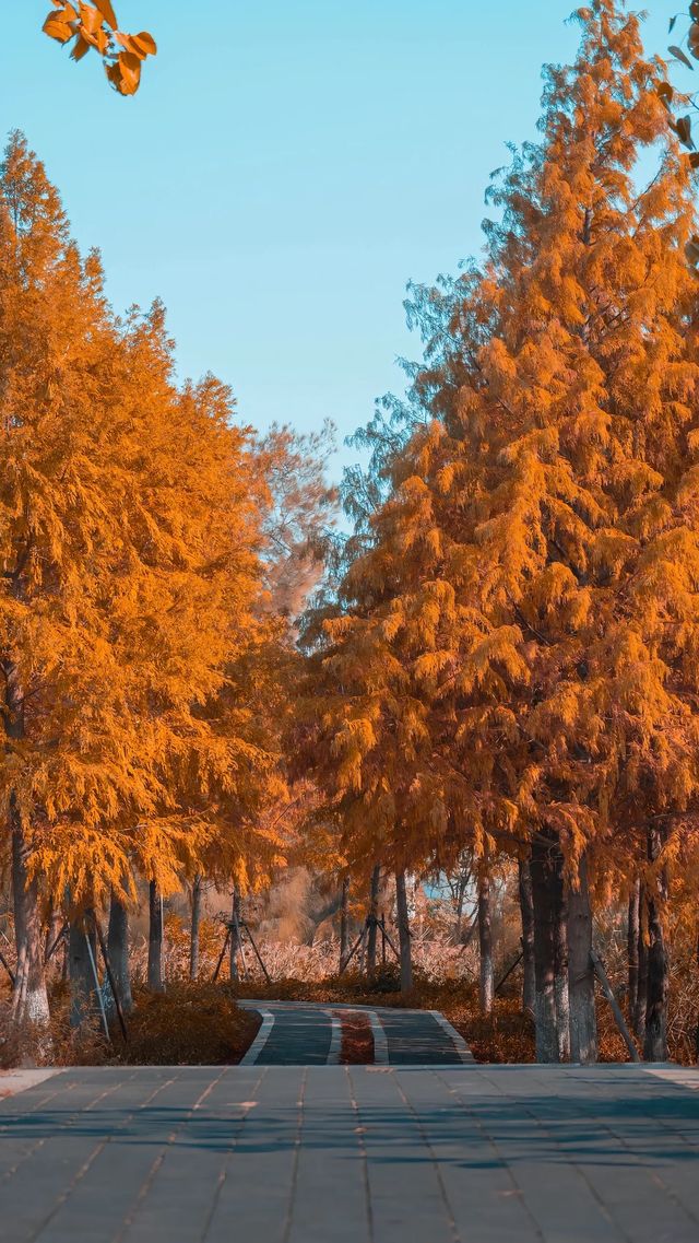 泉州秋日限定落羽杉紅了!這抹金黃必打卡 泉州秋日限定落羽杉紅了!這抹金黃必打卡