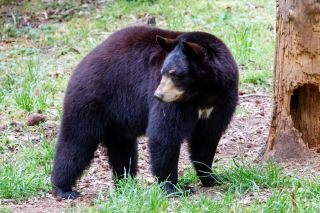 Join the Kumagaya Zoo "Decorate Kumagaya" event