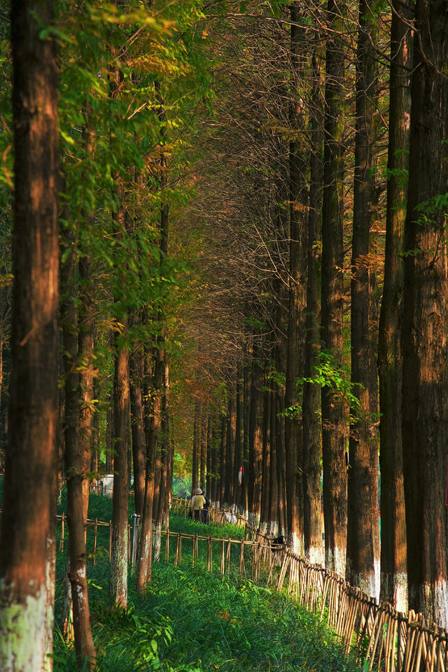 成都市區免費公園 | 升仙湖Citywalk