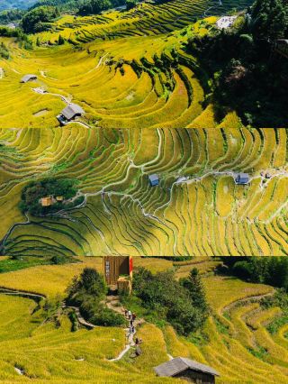 จุดหมายปลายทางฤดูใบไม้ร่วงอันงดงามในภูมิภาคสามเหลี่ยมปากแม่น้ำแยงซี! นาขั้นบันไดหยุนเหอ สถานที่ที่นักท่องเที่ยวไม่ค่อยไป กำลังเบ่งบานไปด้วยสีสันแห่งฤดูใบไม้ร่วง!