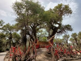 Tarim Populus Euphratica Forest