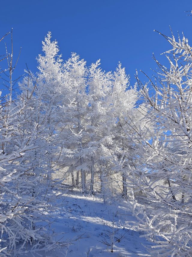 各位驢友，快來交換你們的樺皮嶺雪景圖|||樺皮嶺的