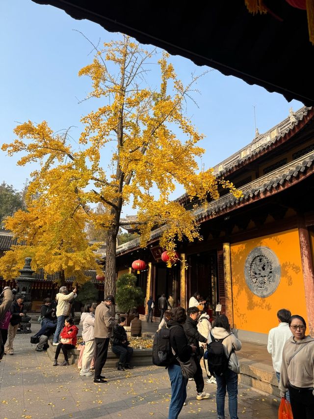 龍華寺的銀杏葉黃啦