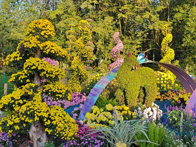 共青森林公園菊花展美翻啦 共青森林公園菊花展美翻啦