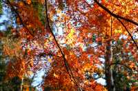 廬山賞秋必去！牯嶺鎮楓葉紅透的浪漫時光