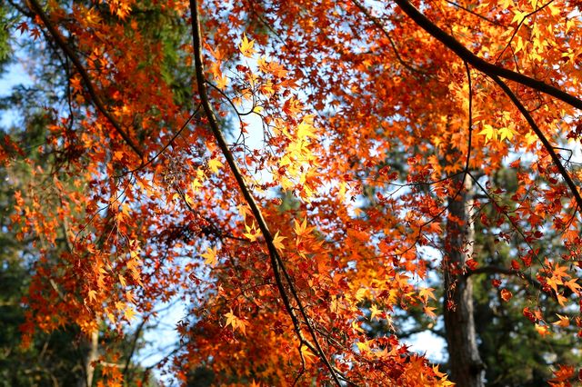 廬山賞秋必去！牯嶺鎮楓葉紅透的浪漫時光