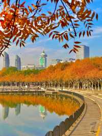 梧桐金雨絕絕子！世紀公園秋日限定攻略