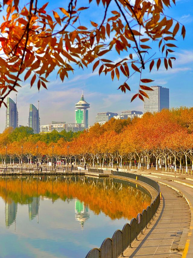 梧桐金雨絕絕子！世紀公園秋日限定攻略