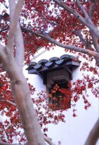 從千年古街到潮玩夜市，這份旅拍攻略藏著城市密碼