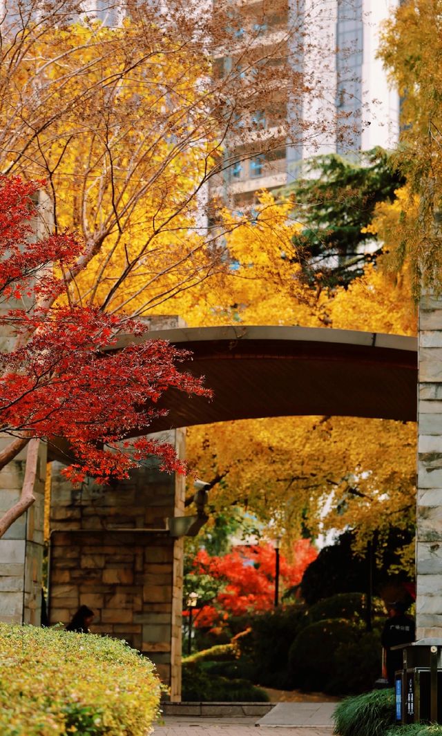 12.3上海超絕!延中綠地楓葉銀杏 12.3上海超絕!延中綠地楓葉銀杏