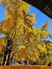 深秋的真如寺,藏著上海最溫柔的禪意