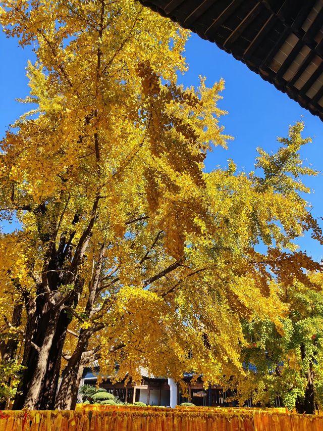 深秋的真如寺,藏著上海最溫柔的禪意 深秋的真如寺,藏著上海最溫柔的禪意