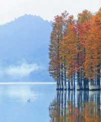 賞秋倒計時,四明山再不去葉子都謝完了