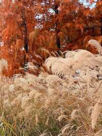 12月8日四明湖紅杉林紅度100%最佳觀賞期！