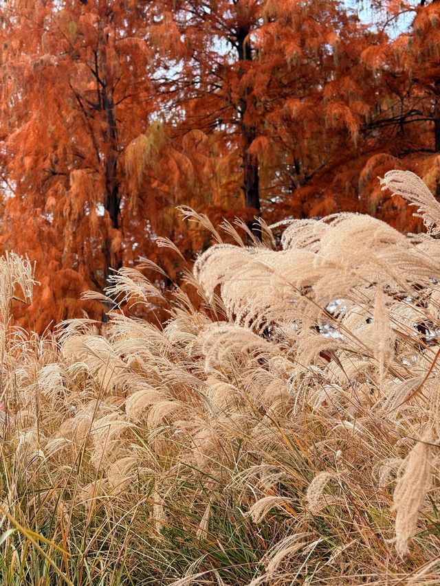 12月8日四明湖紅杉林紅度100%最佳觀賞期！