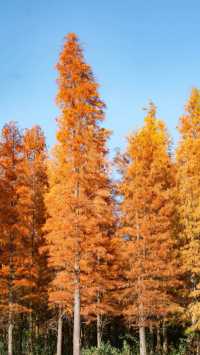 冬日邂逅西昌小漁村紅杉林：把邛海的溫柔揉進紅杉的焦糖色裡